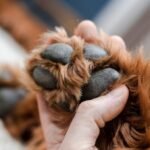 Comisión de Medio Ambiente discute proyecto que habilita cementerios de mascotas en municipios