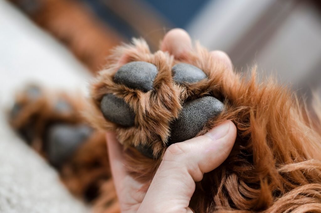 Comisión de Medio Ambiente discute proyecto que habilita cementerios de mascotas en municipios